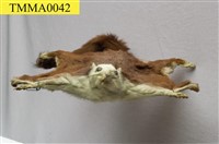 藏品(白面鼯鼠)的圖片